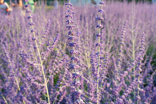 Russian sage flowers closeup, Perovskia atriplicifolia ornamental violet blossoms