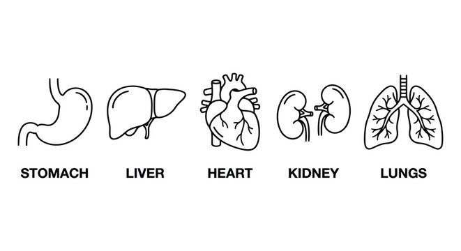 Line drawing of human internal organs against a white background