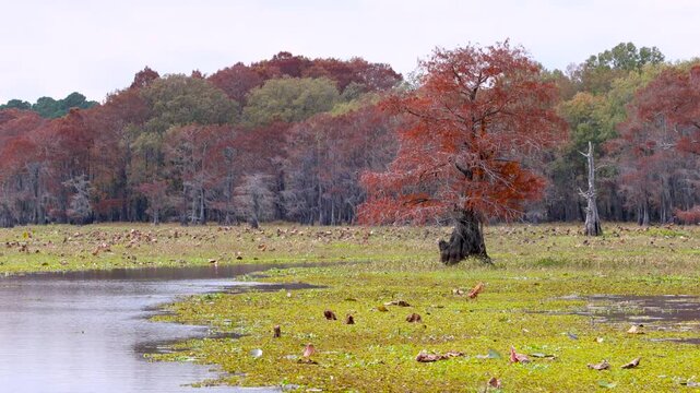 Red Blad cypress trees with green moss in a marsh during autumn