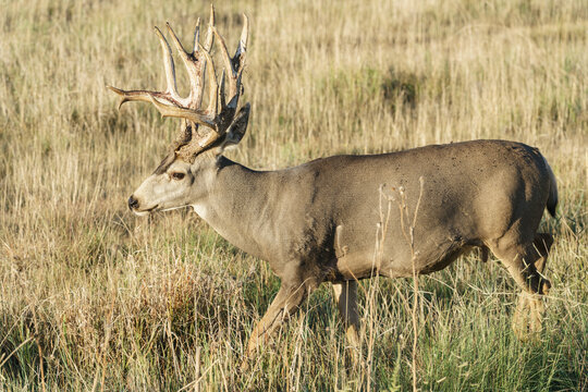 Colorado Wildlife. Wild Deer on the High Plains of Colorado. Mule Deer Buck shedding antler velvet on a grassy hill.