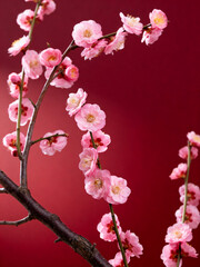 Fototapeta premium Pink plum blossom branch on deep red background
