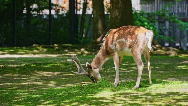 The fallow deer, Dama mesopotamica is a ruminant mammal belonging to the family Cervidae.