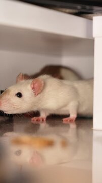 Cute pet Dumbo rat. White and beige fur.