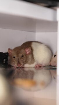 A cute decorative Dumbo rat is sleeping on a table. Care, living in a home with humans, funny animals.
