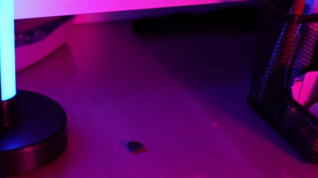 Cute decorative Dumbo rat eating sunflower seeds and treats; care, living in a home with humans, funny animals, nutrition, diet; neon light.