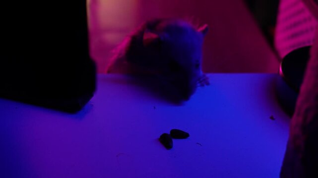 Cute decorative Dumbo rat taking a sunflower seed treat; care, living in a home with humans, funny animals, nutrition, diet; neon light.