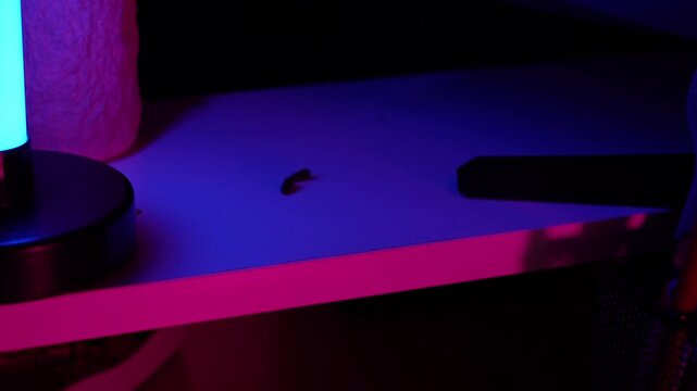Cute decorative Dumbo rat taking a sunflower seed treat; care, living in a home with humans, funny animals, nutrition, diet; neon light.