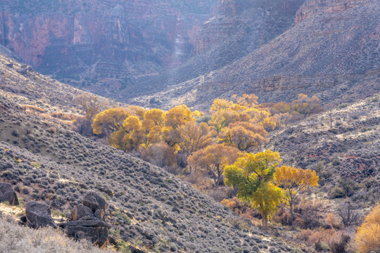 Cottonwood Trees Seen in the Grand Canyon Off of the Tonto Trail Arizona