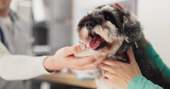 Veterinarian examines schnauzer dog at clinic consultation. Owner supports pet as veterinarian checks health during the exam in a clean office. Compassionate veterinary care and pet wellbeing.