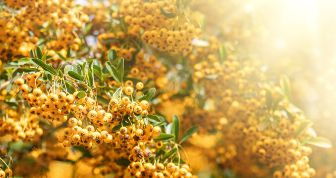Bright yellow firethorn pyracantha berries growing on bush illuminated by sunlight