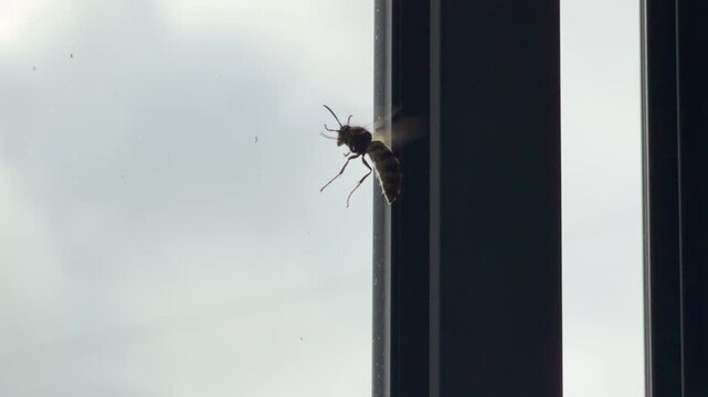 A European hornet wasp crawls on a dark window frame near the glass. The large insect moves against an overcast sky. Its close presence causes a feeling of fear and curiosity.