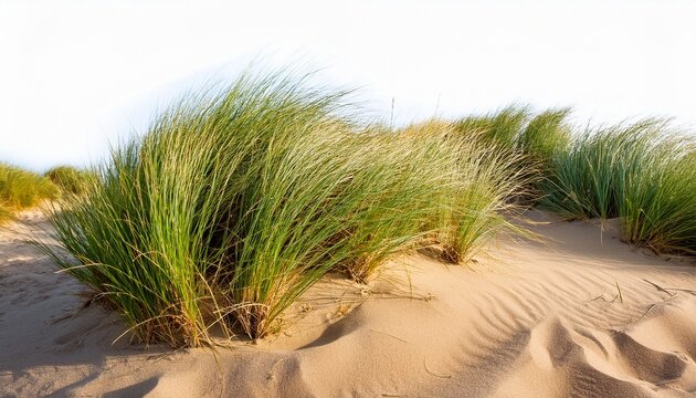 dune grass flourishing on sandy terrain isolated on white background