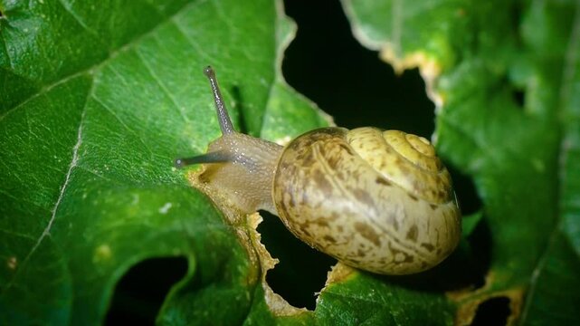 Close-up of a garden snail slowly crawling across a fresh green leaf. Detailed view of the snail&rsquo;s textured body, tentacles, and patterned spiral shell surrounded by lush foliage. Nature and wildlife 