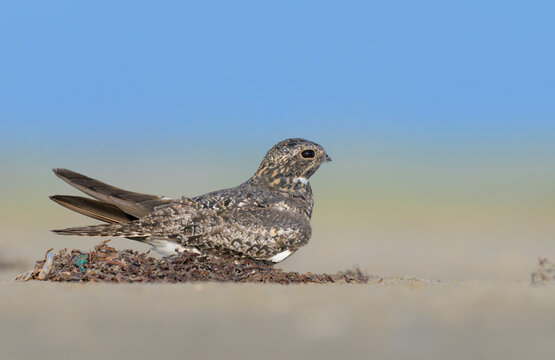Common Nighthawk (Chordeiles minor) on sandy ocean beach, Galveston, texas, USA.