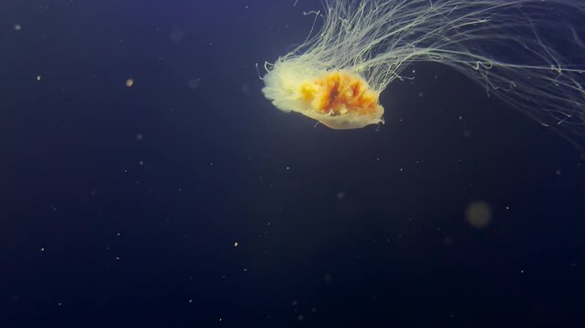 Lion's Mane Jellyfish Swimming Underwater &ndash; Marine Life Footage