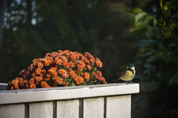 Great Tit Perched Beside an Orange Flower Against a Green Background © MikaelaRyden