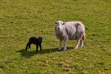 Sheep and lamb grazing on green pasture, white ewe standing beside a black lamb in a rural agricultural landscape, representing livestock farming, animal husbandry, breeding and wool production © A-Quantix
