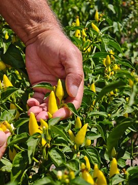 Farmer Hands Harvesting Fresh Small Yellow Chili Peppers in Farm Field