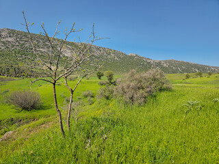 A budding sapling with bare branches stands over a sprawling green hillside meadow dotted with yellow wildflowers, framed by a rugged rocky ridge under a clear blue sky. 📍 Marivan, Kurdistan, Iran  © Hawraman83