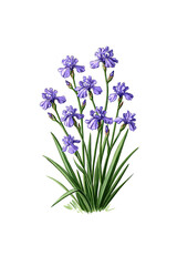 Obraz premium Decorative botanical illustration of multiple purple iris flowers with long green leaves isolated on transparent background for floral and garden design projects.