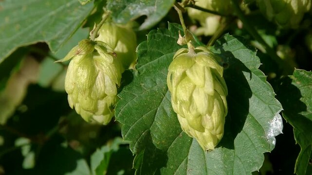 Close-up of fresh green hop cones growing among lush leaves on a hop plant. Detailed natural view of the developing hop flowers illuminated by sunlight, with rich green foliage and a softly blurred ba