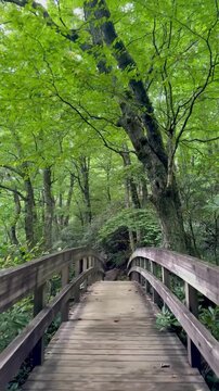 Crossing a wooden bridge along a hiking trail off the Blue Ridge Parkway near Blowing Rock in North Carolina. 