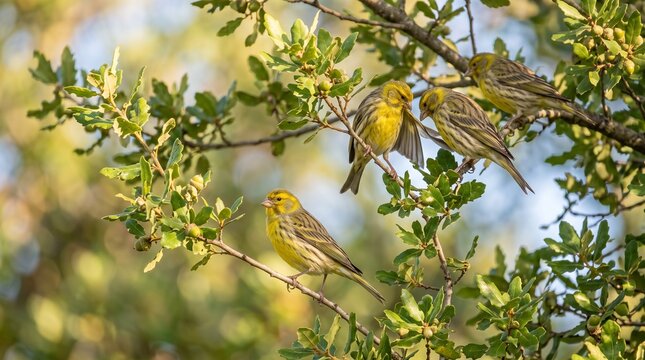 Yellow serin birds