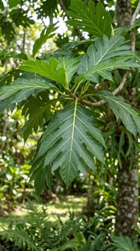 breadfruit tree leaves