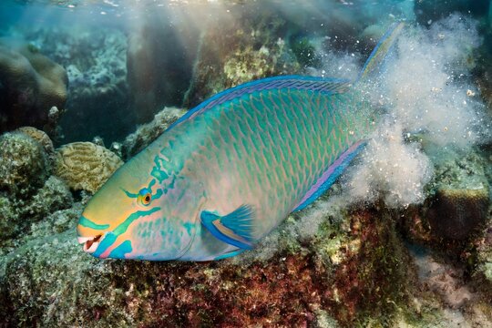 Colorful vibrant parrotfish feeding on coral and producing sand in a tropical ocean reef ecosystem, illustrating bioerosion and marine life behavior underwater