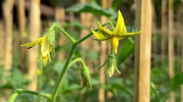 Close up of yellow tomato flowers growing with dry corn stalk background in morning light