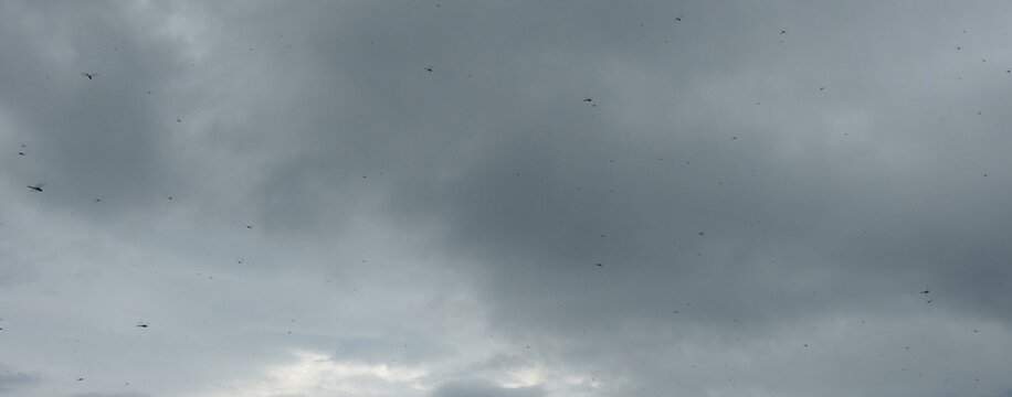 Hundreds of Dragonflies Flying Through the Sky near Nikko, Japan