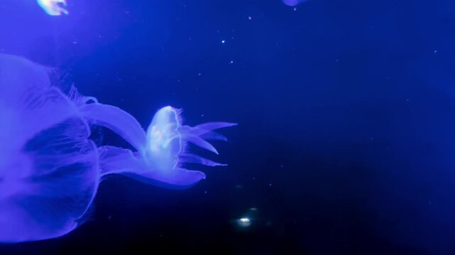 Jellyfish Swimming Underwater &ndash; Marine Life Time-Lapse