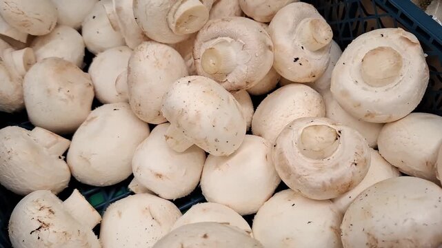 Fresh white button mushrooms in a black plastic crate at a grocery market. mushroom market, fresh vegetables, raw food, grocery shopping.
