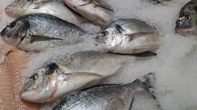 Fresh raw gilt-head bream fish displayed on ice at a seafood market. dorado market, fresh fish, raw seafood, healthy ingredients.