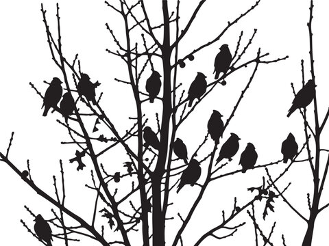 Cedar Waxwing silhouette collection vector bird wildlife design.