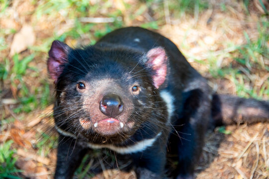 Tasmanian Devil in East Coast Tasmania