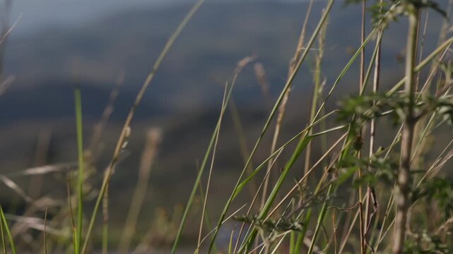 Hierba verde que se mueve con el viento