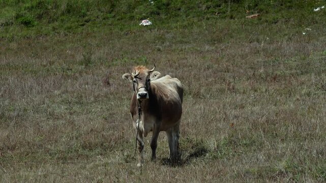 becerro comiendo cesped en un capo  verde