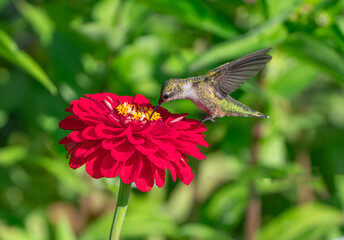 Fototapeta premium close up on flying ruby throated hummingbird above flower
