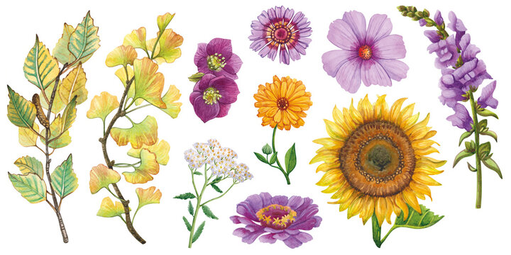 Hand-painted watercolor autumn botanical clipart set with flowers and leafy branches in purple, pink and yellow, floral elements for cards, invitations, backgrounds and creative designs