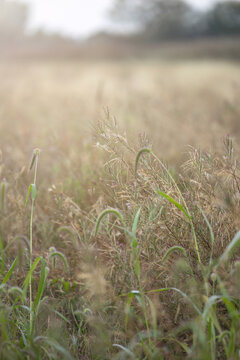 Vertical Autumn Meadow Background with Wild Grasses and Soft Sunlight Copy Space