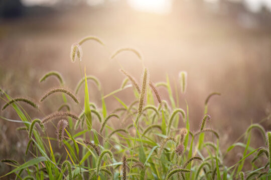 Sunlit Foxtail Grass Field Close-Up with Golden Morning Light and Copy Space Background