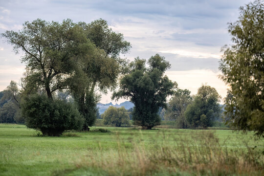 Scenic view of strikingly shaped trees growing along the Danube floodplains in Lower Bavaria under a cloudy morning sky.