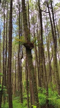 Lush green epiphytic basket fern growing on a tall pine tree trunk inside a dense woodland forest surrounded by tall straight tree trunks under bright sunny sky in natural tropical wilderness