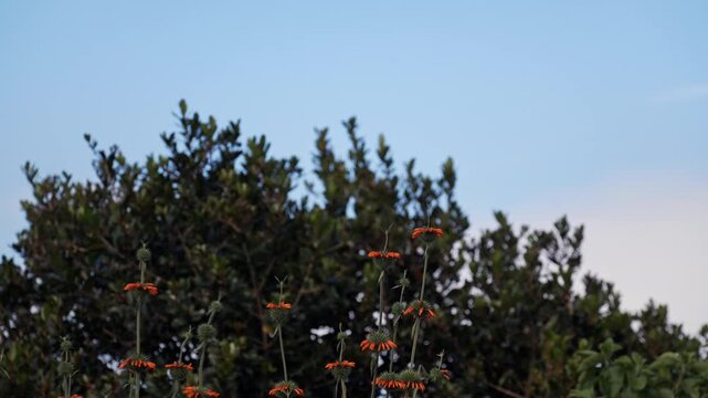 flores en primer plano movi&eacute;ndose al viento