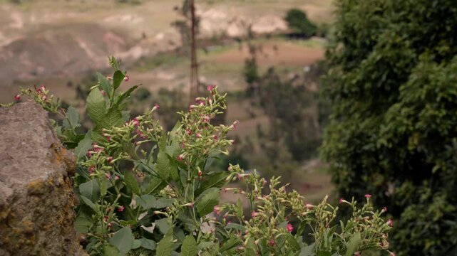 flores movi&eacute;ndose al viento