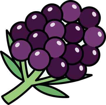 Stylized Purple Elderberry Fruit Vector Illustration