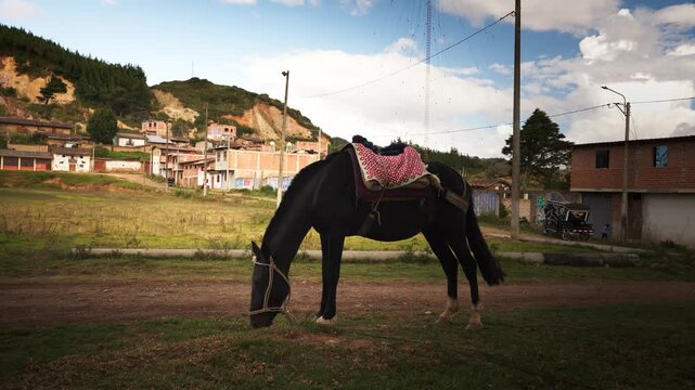 caballo comiendo pasto