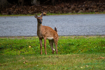 A young deer stands alert on a grassy verge beside a quiet road, looking toward the camera. The scene captures calm urban wildlife in a park-like meadow with trees and fallen leaves. © CSBS Services LLC