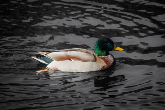 Drake Mallard Swimming in Dark Water